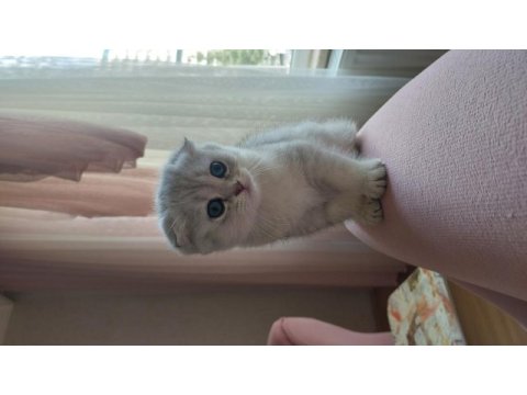 2 aylık scottish fold silver