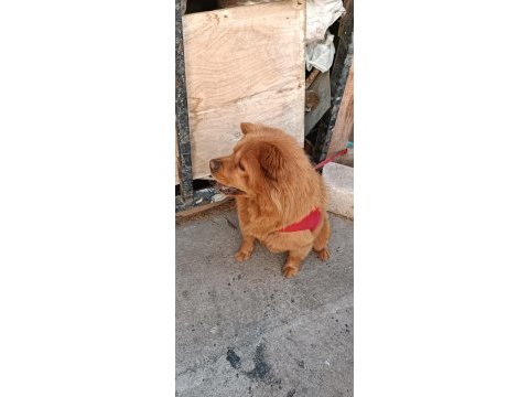 Çok akıllı ve evcil çin aslanı