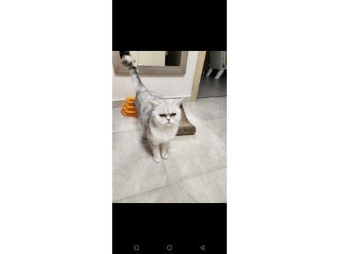 British shorthair kedimize yuva arıyoruz