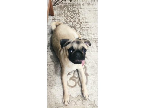 5 aylık erkek pug mops