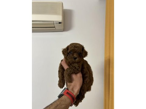 Kore orjinal toy poodle en minik boy bebeklerim