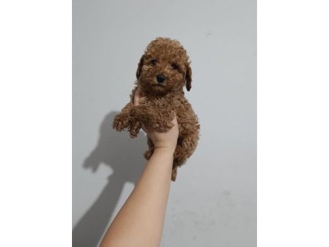 Toy poodle yavru köpekler