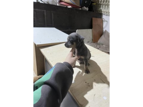 Acil yuva aranıyor minyatür pinscher şivava