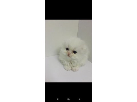 Scottish fold longhair dişi mavi gözlü