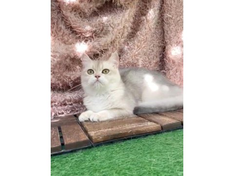 British shorthair ay dişi kısır değildir