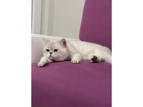 British shorthair silver point erkek kedime dişi arıyorum