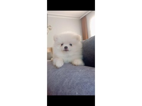 Pomeranian boo 2 aylık