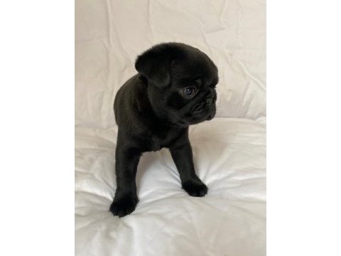 Gül kuyruk sevecen lekesiz siyah pug