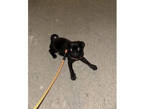 4 aylık bebek bi pug acil verilecek