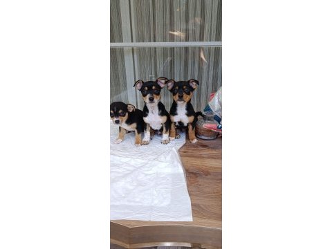 Safkan şivava yavruları