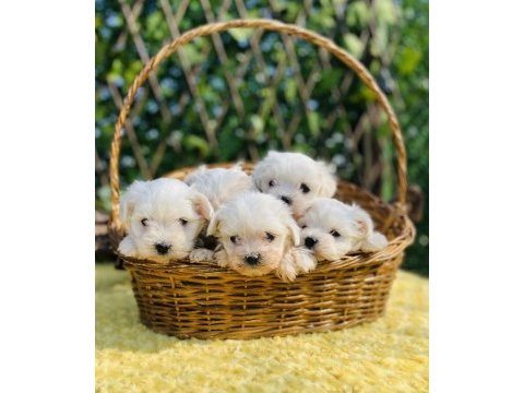 Kar beyaz düğme burunlu maltese terrier yavrular