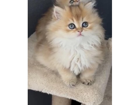 Mükemmel yurt dışı soylu british longhair kedilerim