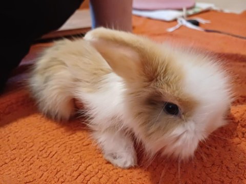 Erkek hollanda lop tavşanı 40 günlük karamel rengi