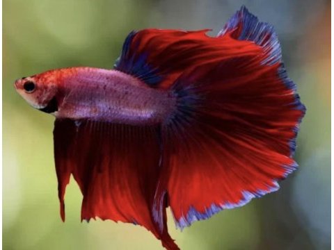 Betta balığı
