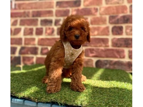 Safkan toy poodle yavrular