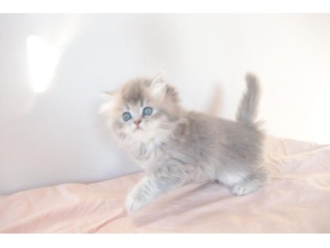Safkan british longhair blue golden