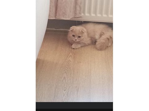 Yavru cins kedi sahiplendirme