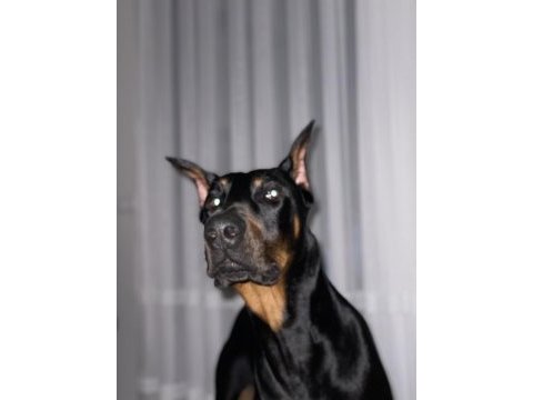Doberman erkek