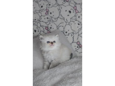 Sıcakkanlı, oyuncu ve sevecen scottish fold