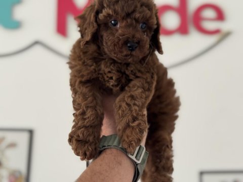 Show kalite redbrown toy poodle yavrularımız