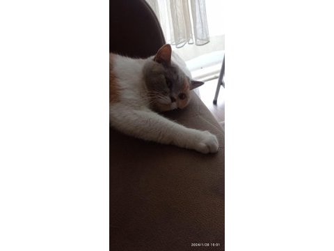 1.5 yaşında dişi aşılı ve çipli british shorthair