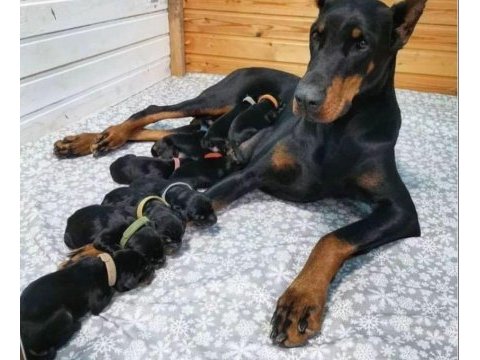 Atletik doberman yavrular