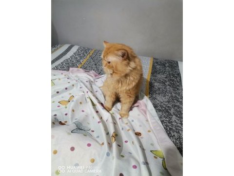 Persian red tabby iran kedisi