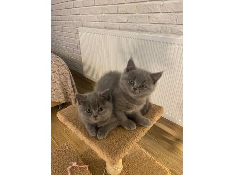 50 günlük safkan british shorthair