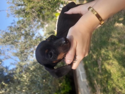 Dacshund yavrular yeni ailesini arıyor