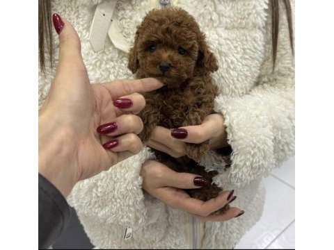 Kore toy poodle