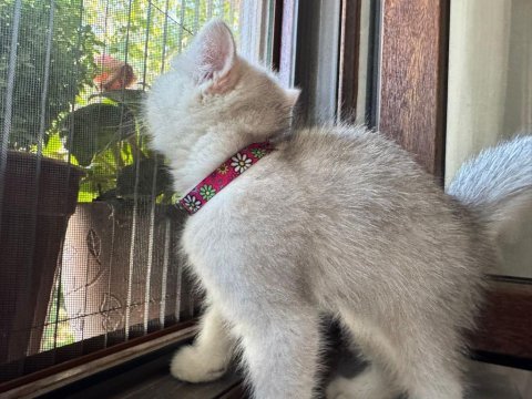 Güzel british shorthair yavrumuza sıcak ev arıyoruz