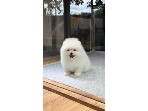 Sağlık ve ırk garantili pomeranıan köpeği
