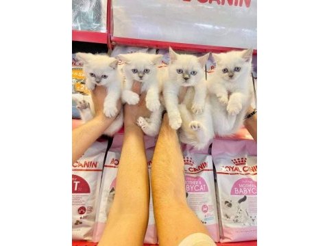 British shorthair yavruları