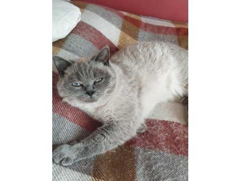 British blue point ve yavrusu scottish fold