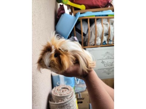 Acil otu ve peletiyle sahiplendirme ücretsiz ginepig