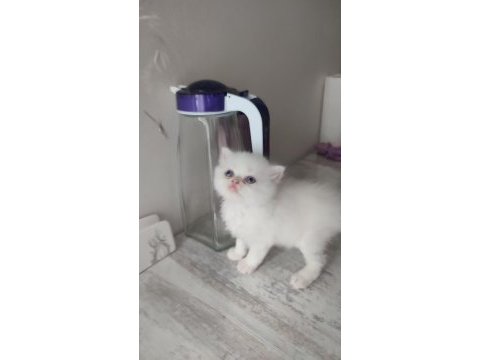 İran persian yavrumuz yeni yuvasını arıyor