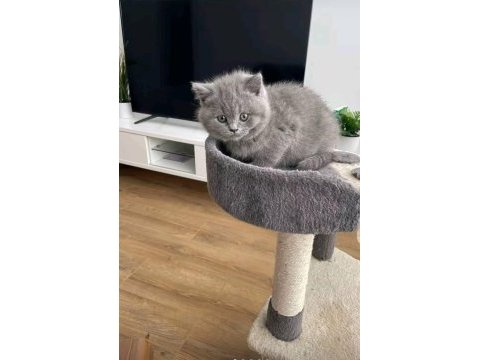 British shorthair yavrumuz