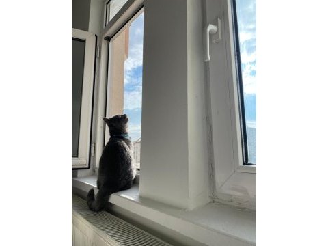 Kedimiz ışığımızı sahiplendiriyoruz