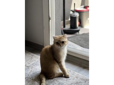 Takip şartlı sahiplendirilecek kedimiz