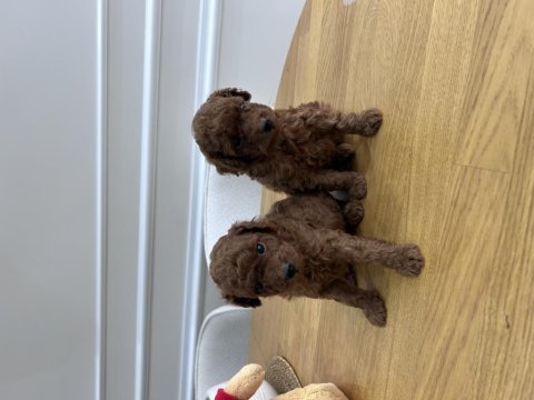 Kore kanı dark red brown poodle yavrular