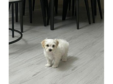 Maltipoo 62 günlük erkek