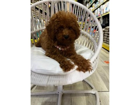 Toy poodle yavrularımız