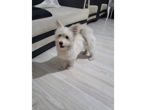 En güzel morkie