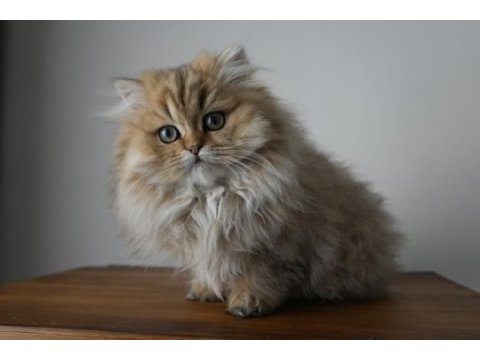 Harika golden british longhair bebek