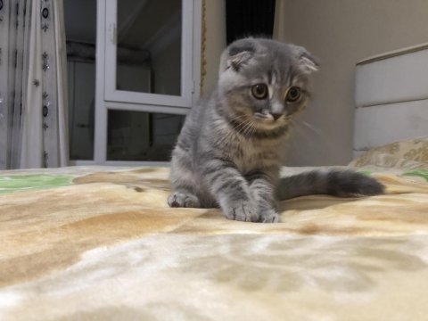 Ev kedisi scottish fold