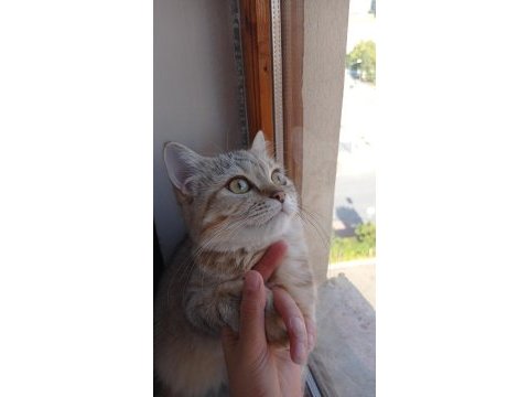 British shorthair