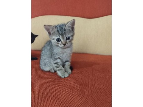Scottish fold ve straight yavrular hazır