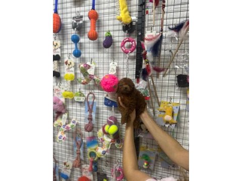 Poodle yavrumuz için iletişime geçebilirsiniz