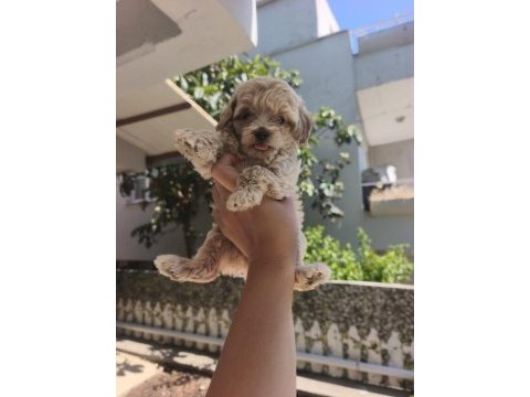 Şeker tadında maltipoo yavrularımız