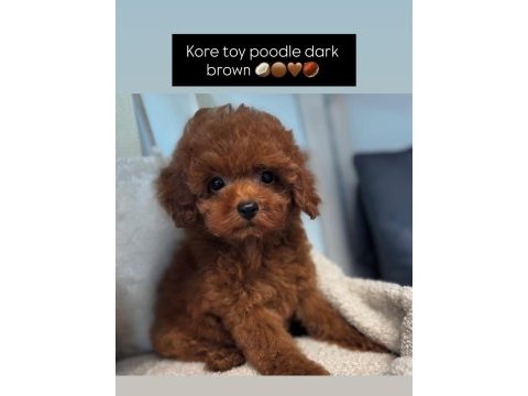 Toy poodle bebeklerimiz ırk sağlık garantili